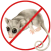 Possum Removal Rowville